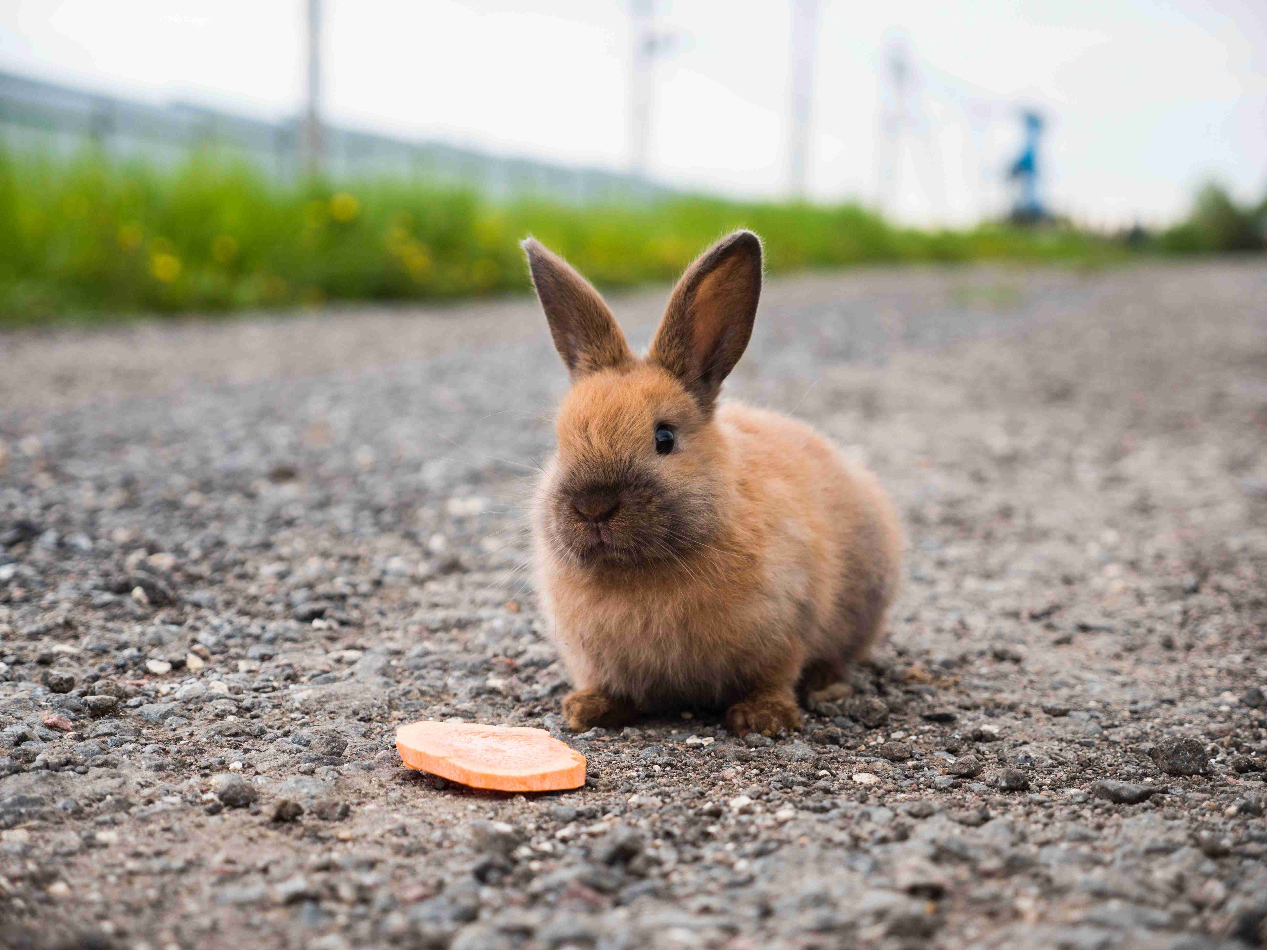 Breathing Easy: A Guide to Common Respiratory Problems in Rabbits